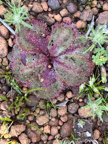 Drosera collina