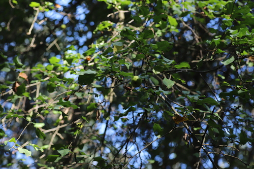 Malus sylvestris (European Wild Apple)