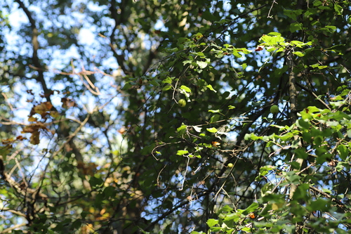 Malus sylvestris (European Wild Apple)