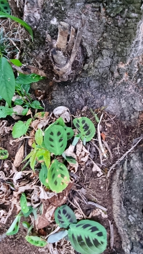 Maranta leuconeura (Prayer Plant) (alternate view 5)
