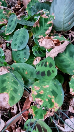 Maranta leuconeura (Prayer Plant) (alternate view 6)