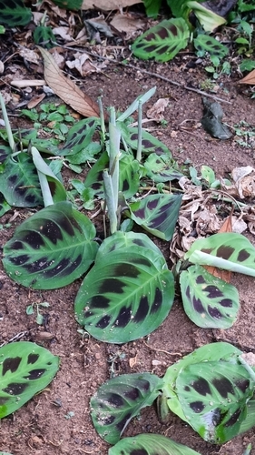 Maranta leuconeura (Prayer Plant) (alternate view 7)