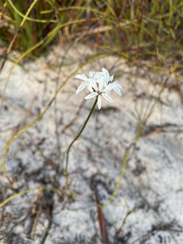 Burchardia congesta (Milkmaids) (alternate view 7)