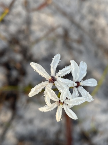 Burchardia congesta (Milkmaids) (alternate view 8)