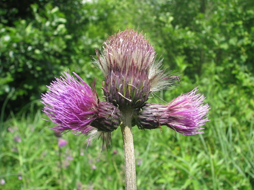 Cirsium rivulare (alternate view 3)