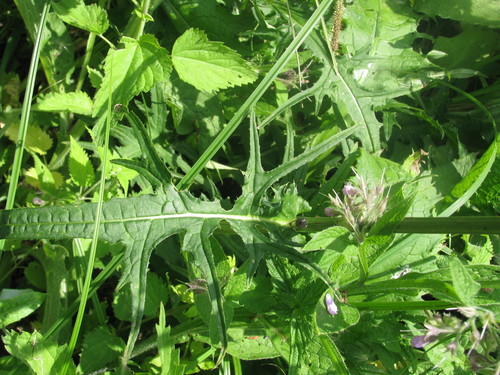 Cirsium rivulare (alternate view 4)