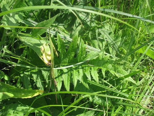 Cirsium rivulare (alternate view 5)