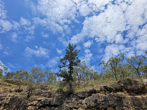 Araucaria cunninghamii (Hoop pine)