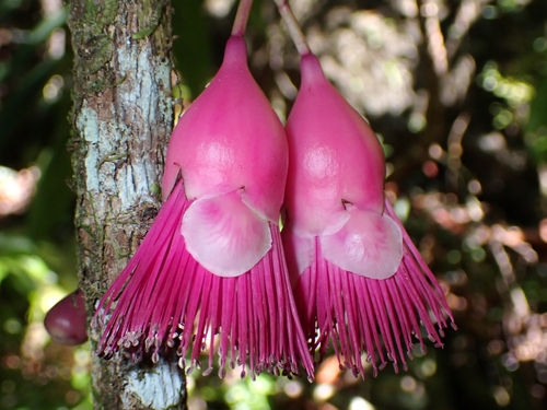 Syzygium (Waterberries) (alternate view 5)