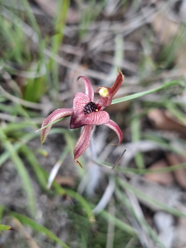 Caladenia cardiochila (thick-lipped spider-orchid)