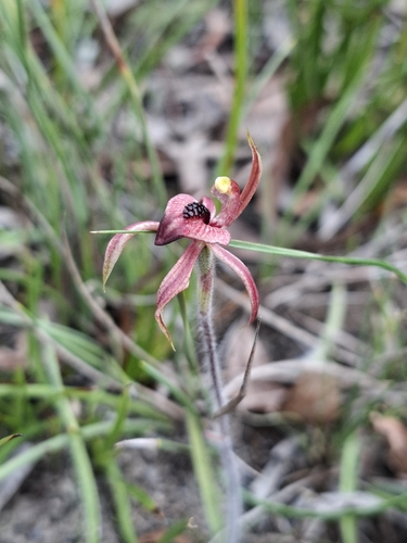 Caladenia cardiochila (thick-lipped spider-orchid) (alternate view 2)