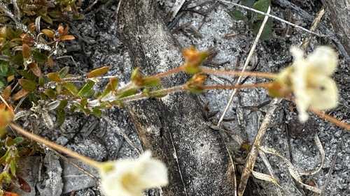 Mitrasacme polymorpha (Mitre Weed) (alternate view 6)