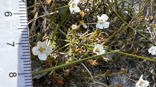 Mitrasacme polymorpha (Mitre Weed) (alternate view 7)