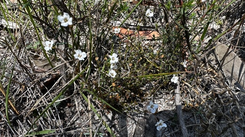 Mitrasacme polymorpha (Mitre Weed) (alternate view 8)