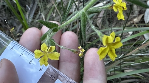 Goodenia heterophylla (Variable-leaved Goodenia) (alternate view 3)