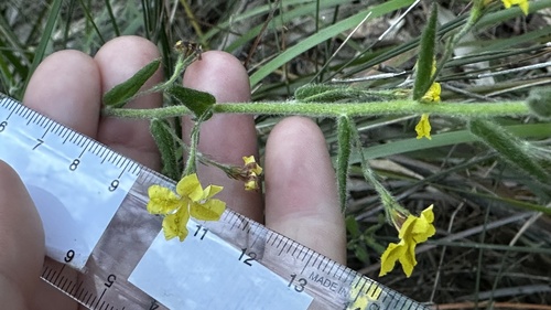 Goodenia heterophylla (Variable-leaved Goodenia) (alternate view 4)