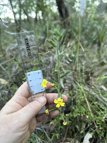 Goodenia heterophylla (Variable-leaved Goodenia) (alternate view 5)