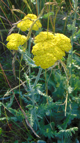 Achillea filipendulina (Fern-leaf Yarrow)
