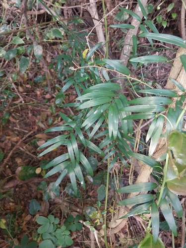 Geitonoplesium cymosum (Climbing Lily) (alternate view 9)