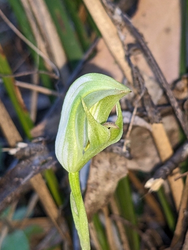 Pterostylis curta (blunt greenhood)
