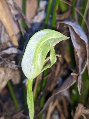 Pterostylis curta (blunt greenhood) (alternate view 2)