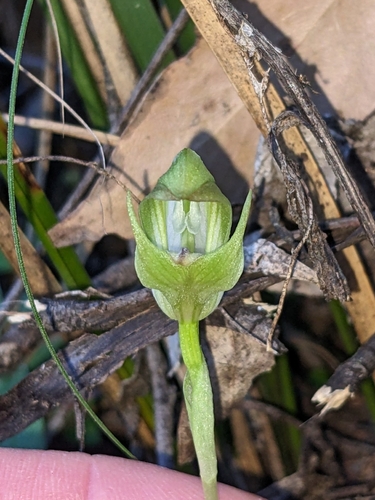 Pterostylis curta (blunt greenhood) (alternate view 3)