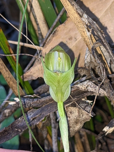 Pterostylis curta (blunt greenhood) (alternate view 4)