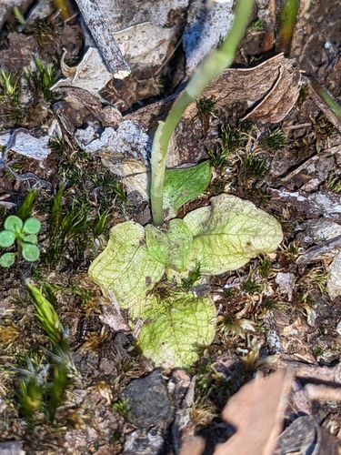 Pterostylis curta (blunt greenhood) (alternate view 5)
