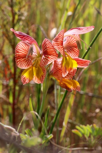 Gladiolus (Gladioli) (alternate view 6)