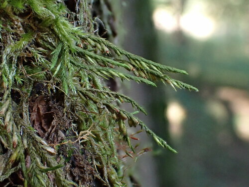 Cryphaea heteromalla (Lateral Cryphaea)