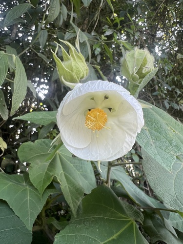 Callianthe (alternate view 3)