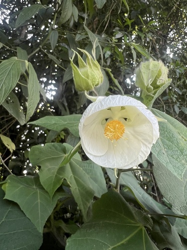Callianthe (alternate view 4)