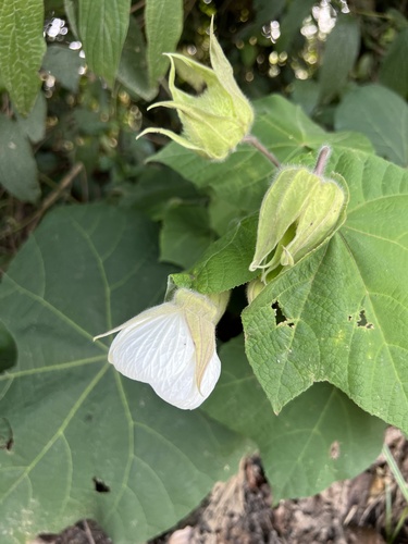 Callianthe (alternate view 5)
