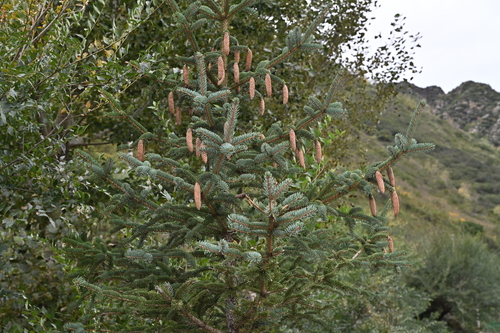 Picea meyeri (Meyer Spruce)