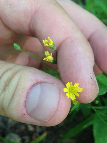 Lapsana communis (nipplewort)