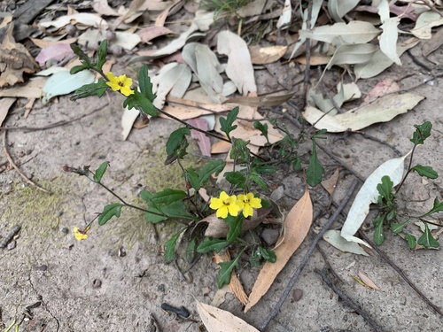 Goodenia heterophylla (Variable-leaved Goodenia) (alternate view 2)