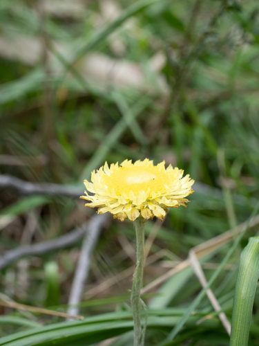 Coronidium scorpioides (button everlasting) (alternate view 7)