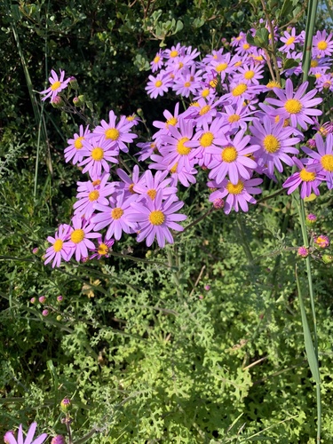 Senecio elegans (Red-purple Ragwort) (alternate view 4)