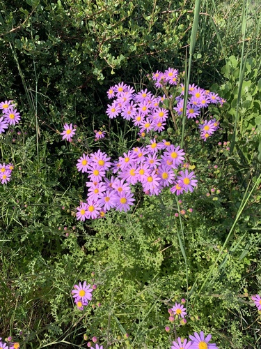 Senecio elegans (Red-purple Ragwort) (alternate view 5)