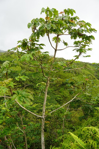 Cecropia (Cecropias) (alternate view 7)