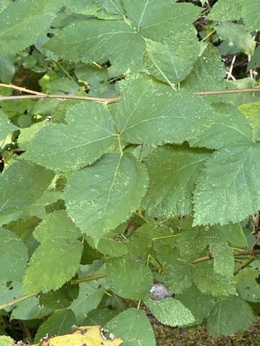 Rubus armeniacus (Himalayan blackberry)