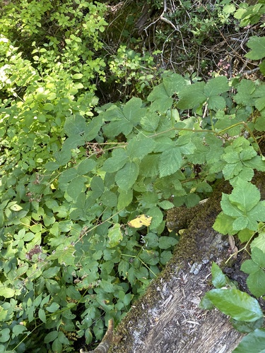 Rubus armeniacus (Himalayan blackberry) (alternate view 2)