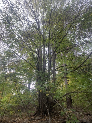 Cercidiphyllum japonicum (katsura) (alternate view 8)