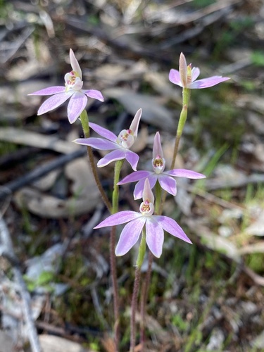 Caladenia carnea (Pink Lady Fingers) (alternate view 9)