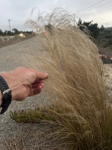 Nassella tenuissima (Mexican feather/hair grass) (alternate view 7)