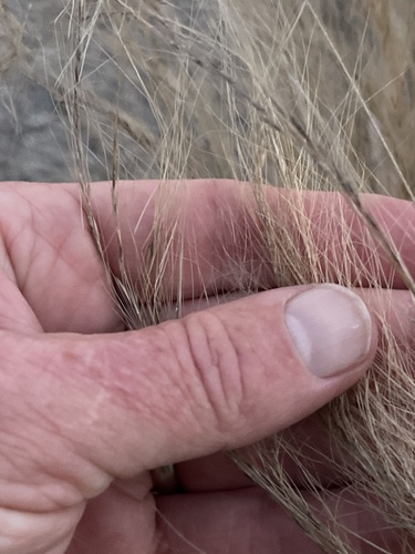 Nassella tenuissima (Mexican feather/hair grass) (alternate view 8)