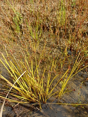 Eleocharis ovata (Ovoid Spikerush) (alternate view 6)