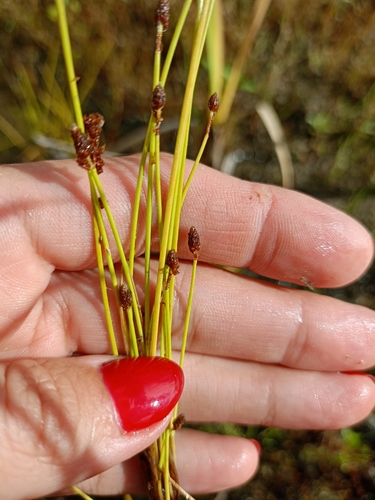 Eleocharis ovata (Ovoid Spikerush) (alternate view 7)