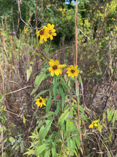 Coreopsis tripteris (Tall Coreopsis) (alternate view 3)