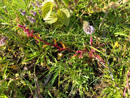 Oxybasis rubra (red pigweed) (alternate view 4)